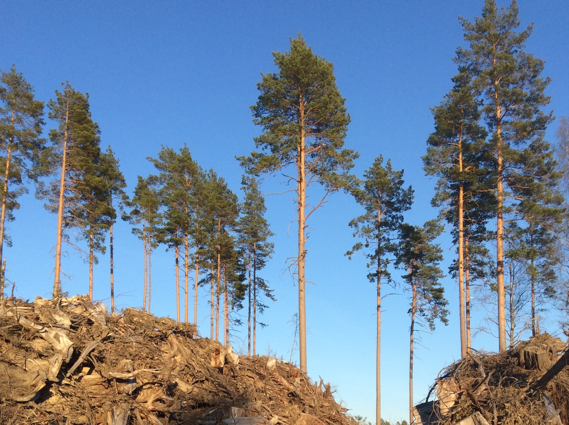 Biojalostetun metsäteollisuussivutuotteen käyttö maanparannusaineena