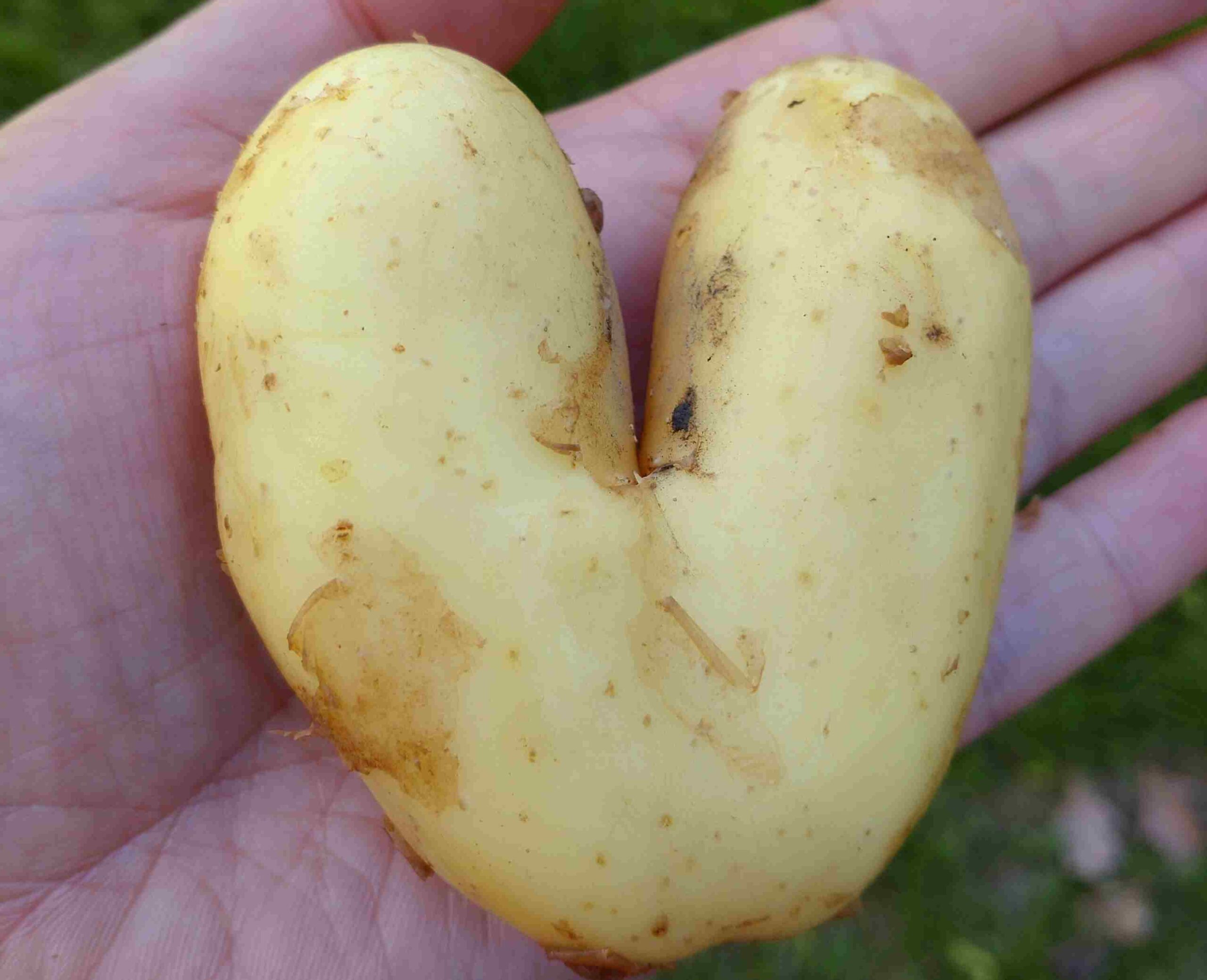 Keskikesän ja neitsytperunan juhlaa