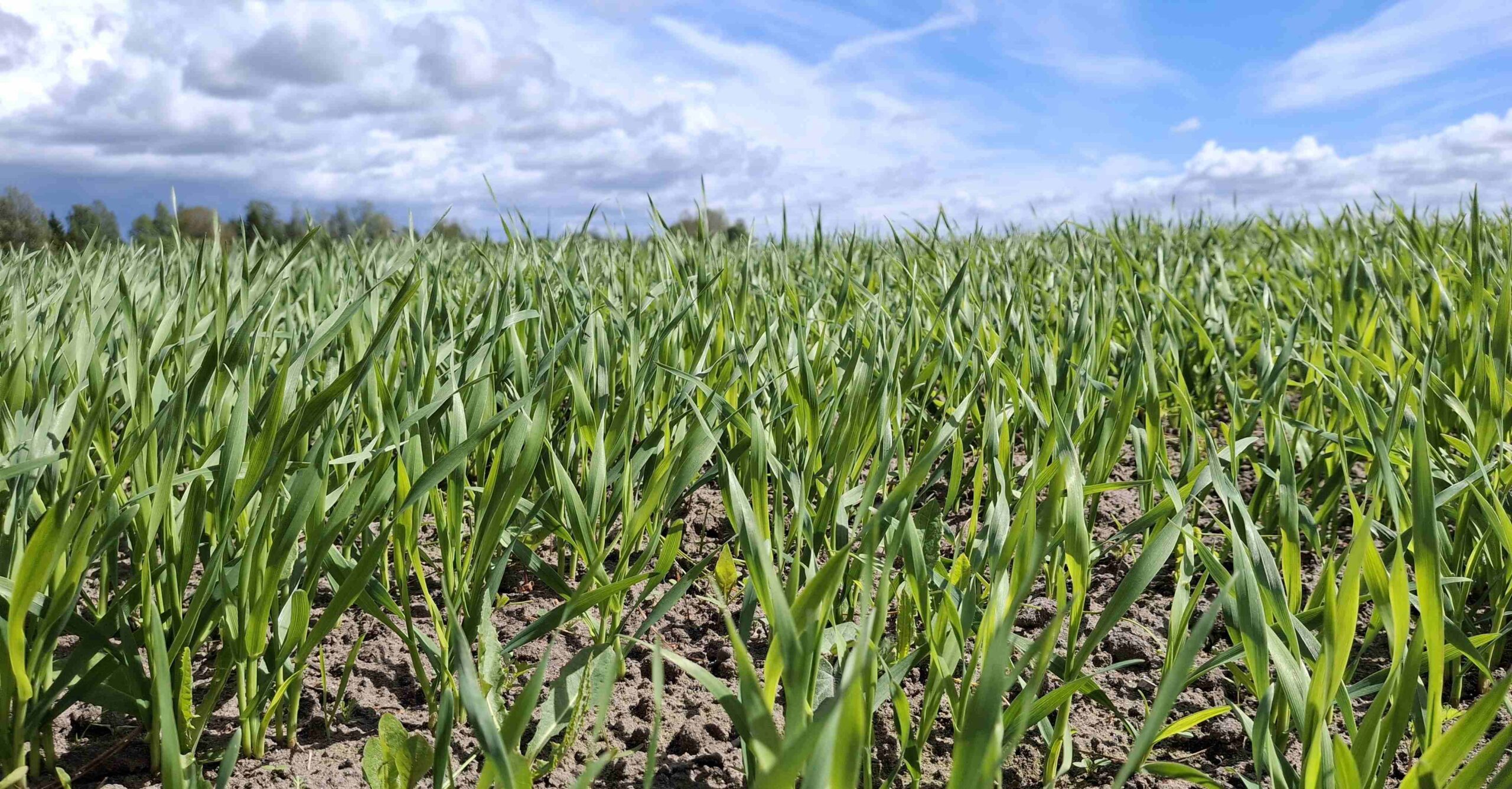 Arable soil microbial communities and potential functions are affected by plant community and agricultural management
