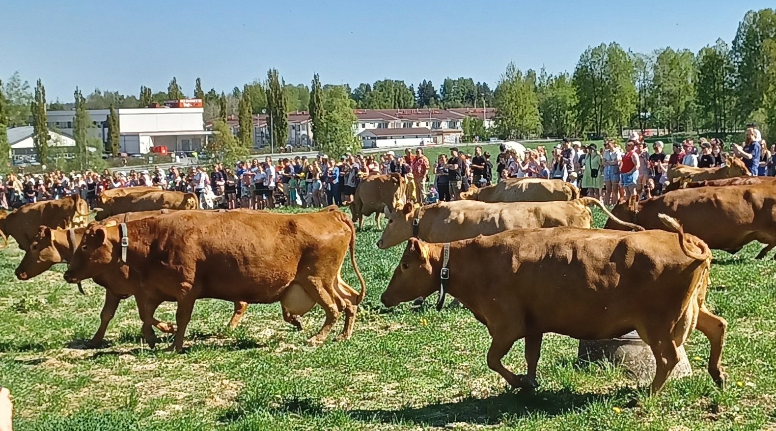R-Ahlman-lansisuomenkarja-JKantanen.jpg