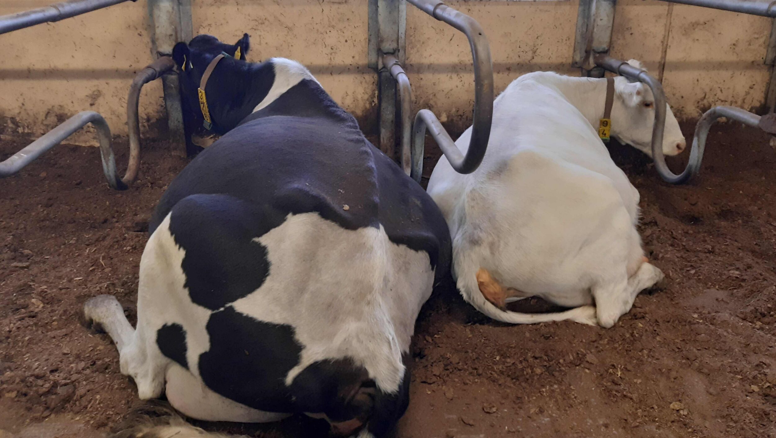 R-holstein-lapinlehma-Juha-Kantanen-2500x1411.jpg