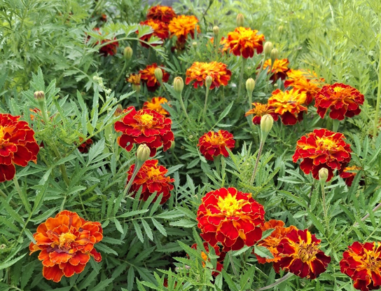 image-2.png